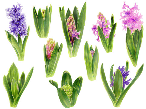 Set of a budding pink and violet hyacinth and blossom.  Watercolor Botanical illustration Stages of hyacinth growth.  Hand drawn Spring flowers isolated on a white background. Clipart