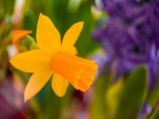 yellow daffodils in spring