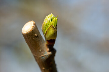 With the arrival of spring, a newly sprouted tree branch macro background photo. Bud on black mulberry tree in selective focus. The idea of spring, revival, rebirth.