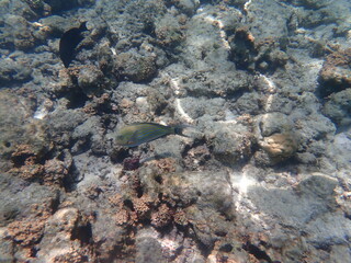 モルディブ　ヒマフシ島の魚