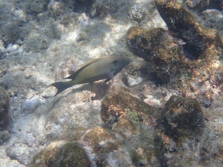 Fototapeta na wymiar モルディブ　ヒマフシ島の魚