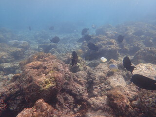 モルディブ　ヒマフシ島の魚