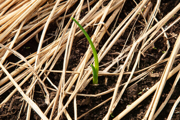 家庭菜園　畑に敷いた藁の間から発芽した玉ねぎの芽