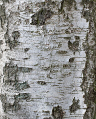 texture background design tree trunk bark birch