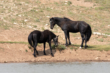 Black stallion and black sabino mare wild horse mustangs at the waterhole in the western United...
