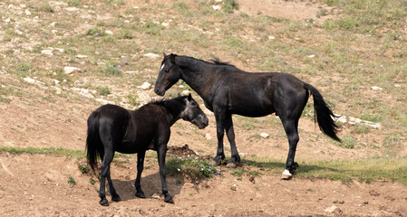 Black stallion and black sabino mare wild horse mustangs in the western United States