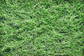 Green grass garden background top view
