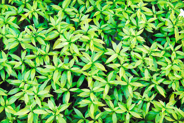 Top view green leaf of jasmine flowers tree  in natural garden background