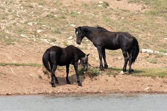 Black stallion and black sabino mare wild horse mustangs at the waterhole in the western United States