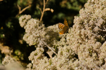 Butterfly small copper Lycaena phlaeas. Garafia. La Palma. Canary Islands. Spain.