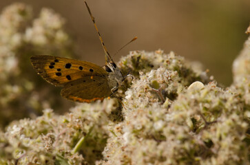 Butterfly small copper Lycaena phlaeas. Garafia. La Palma. Canary Islands. Spain.