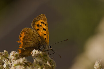 Fototapeta na wymiar Butterfly small copper Lycaena phlaeas. Garafia. La Palma. Canary Islands. Spain.