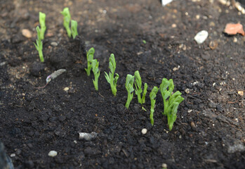 Summer still life with young vegetables of peas in greenhouse outside in the garden.  Vintage botanical background with plants, home hobby still life with gardening objects and nature.