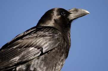 Canary Islands raven Corvus corax canariensis. Garafia. La Palma. Canary Islands. Spain.