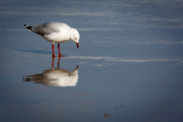 seagull on the beach