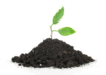 Young plant growing out from soil isolated on a white background. Ficus sprout.