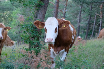 FU 2020-07-05 Kakus 1012 Im Wald steht eine Kuh