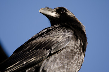 Canary Islands raven Corvus corax canariensis. Garafia. La Palma. Canary Islands. Spain.