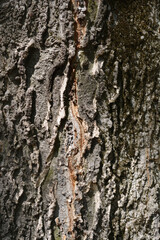 Common hackberry