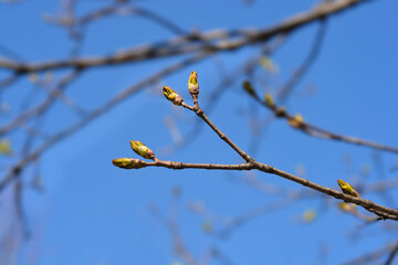 Norway maple