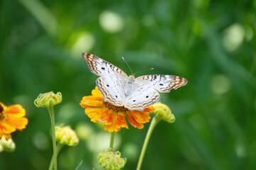 Butterfly On Orange Flower