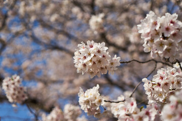 山梨県勝沼市　甚六桜公園の桜
