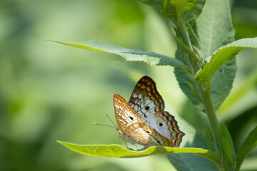 Blue Butterfly On Leaf