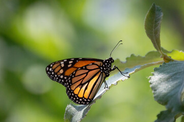 Monarch Butterfly On Leaf