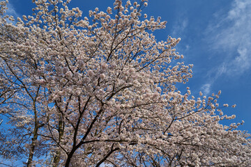 Fototapeta premium 山梨県勝沼市 甚六桜公園の桜 