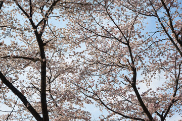 山梨県勝沼市　甚六桜公園の桜
