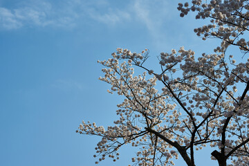 山梨県勝沼市　甚六桜公園の桜
