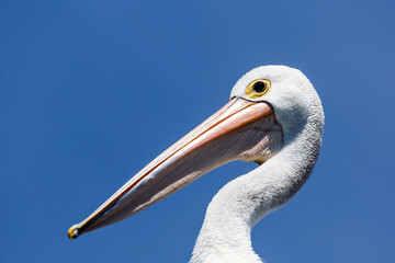 portrait of a pelican