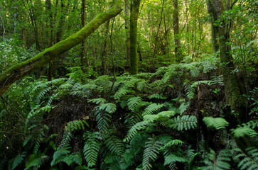 Laurel forest in Cubo de La Galga. Puntallana. La Palma. Canary Islands. Spain.