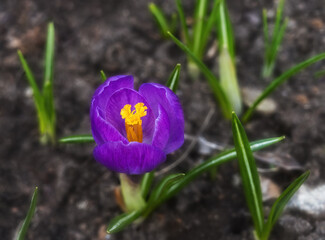 Blue crocus with yellow center. the first flower that blossomed after the snow melted in the spring flower bed in the garden. close-up. Thin fragile leaves. Spring flowers 