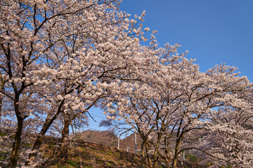 Naklejka premium 山梨県勝沼市 甚六桜公園の桜 