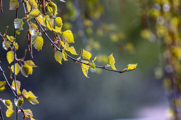 yellow leaves in spring