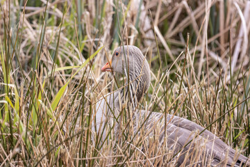 Obraz premium Greylag goose close up in reads