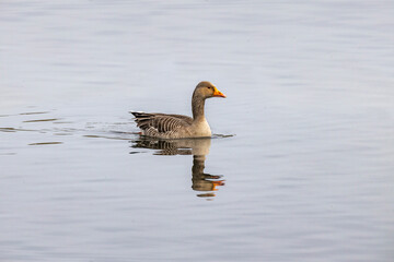 Greylag goose close up swimming on lake