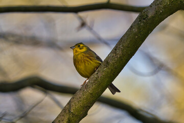 A Yellowhammer Emberiza citrinella sits on a tree in the morning