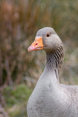 Greylag goose close up  of head