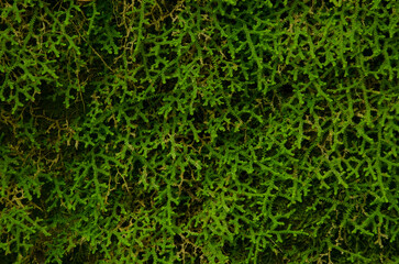 Fototapeta premium Mediterranean clubmoss Selaginella denticulata on a slope. Cubo de La Galga. Puntallana. La Palma. Canary Islands. Spain.