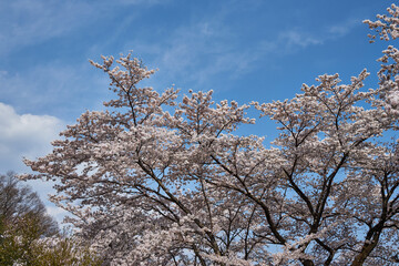 Fototapeta premium 山梨県笛吹市 八代浅川砂防公園の桜 