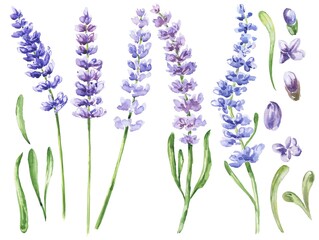 Watercolour lavender flowers isolated on white background. Watercolor botanical set. © Ann Lou