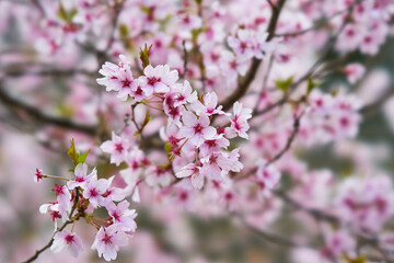 Obraz premium 山梨県笛吹市 八代浅川砂防公園の桜 