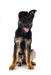 young german shepherd
