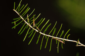 Branch and leaves of Erica canariensis. Cubo de La Galga. Puntallana. La Palma. Canary Islands. Spain.