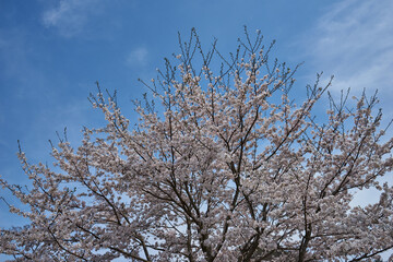 神奈川県　鳥居原園地の桜
