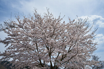 神奈川県　鳥居原園地の桜
