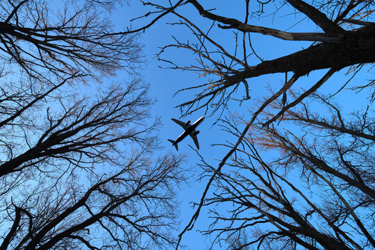 Passenger plane flies in the sky over the crowns of trees.