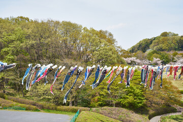 神奈川県厚木市森の里　若宮公園の鯉のぼり
